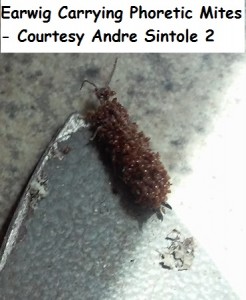 Earwig Carrying Phoretic Mites - Courtesy Andre Sintole 2 wm 
